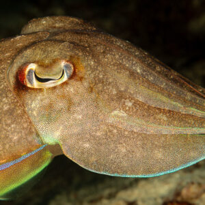 Broadclub cuttlefish head close-up showing W-shaped pupil, Raja Ampat, Indonesia