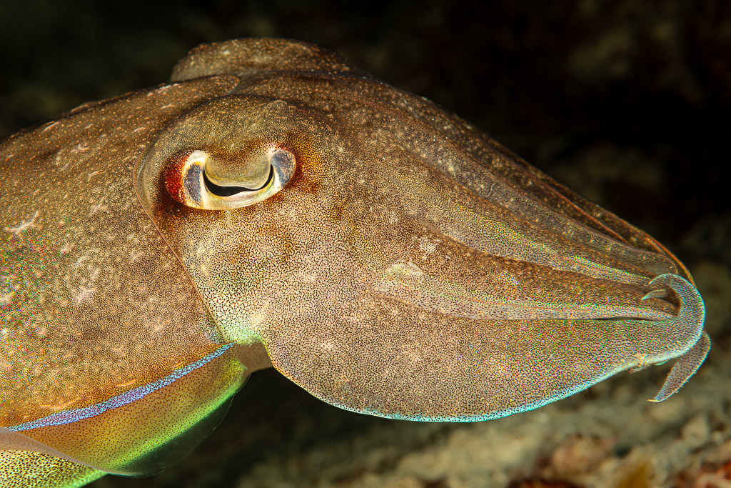 Broadclub cuttlefish head close-up showing W-shaped pupil, Raja Ampat, Indonesia