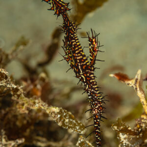 Black ornate ghost pipefish among algae, vertical framing, Raja Ampat, Indonesia