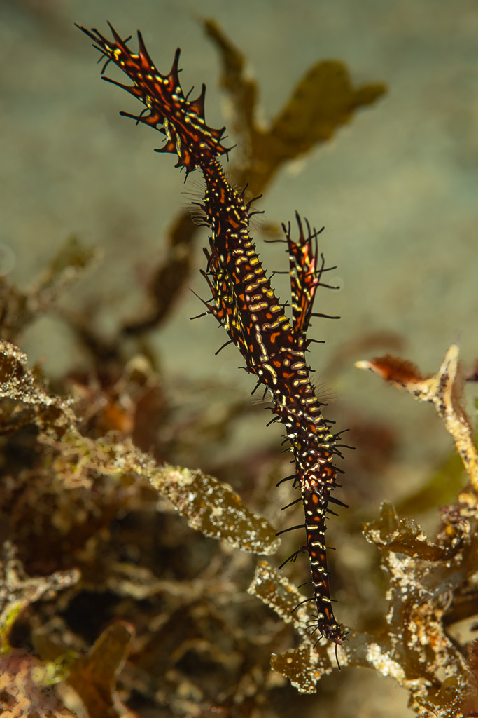Black ornate ghost pipefish among algae, vertical framing, Raja Ampat, Indonesia