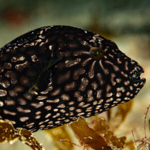 Juvenile map puffer with dark body and pale maze pattern, Raja Ampat, Indonesia