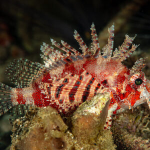Juvenile zebra lionfish perched on the reef, Raja Ampat, Indonesia