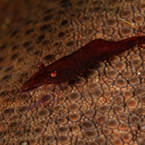 Red sea star shrimp camouflaged on a red sea star, Raja Ampat, Indonesia