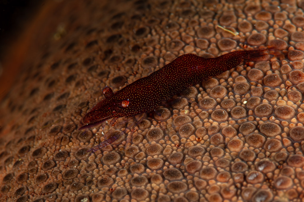 Red sea star shrimp camouflaged on a red sea star, Raja Ampat, Indonesia