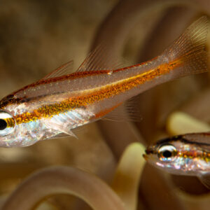 Two juvenile cardinalfish among anemone tentacles, Raja Ampat, Indonesia