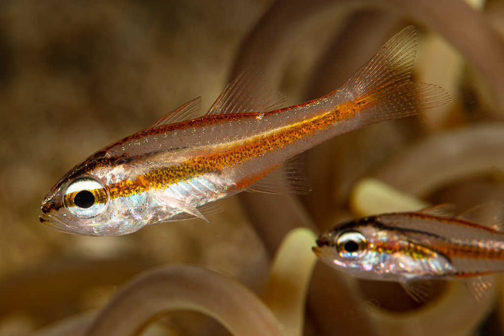 Two juvenile cardinalfish among anemone tentacles, Raja Ampat, Indonesia