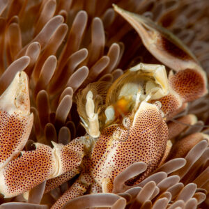 Spotted porcelain crab in its anemone, close-up on the claws, Raja Ampat, Indonesia