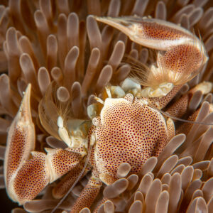 Spotted porcelain crab in its anemone, vertical framing, Raja Ampat, Indonesia
