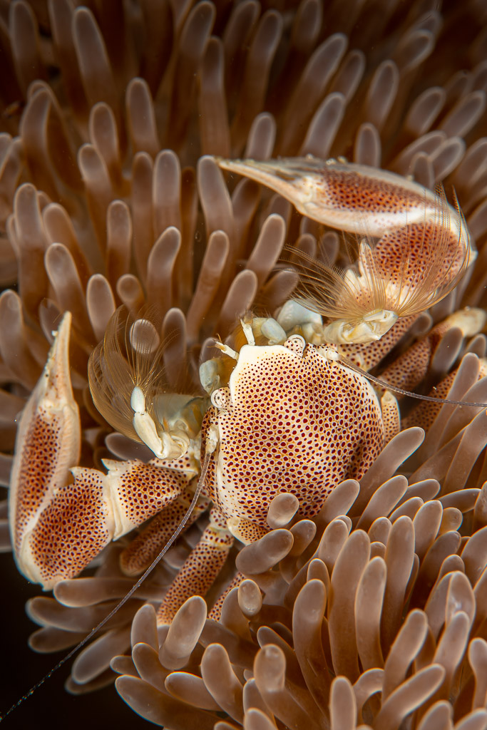 Spotted porcelain crab in its anemone, vertical framing, Raja Ampat, Indonesia