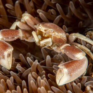Spotted porcelain crab perched on its anemone, full body view, Raja Ampat, Indonesia