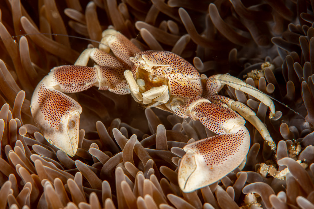 Spotted porcelain crab perched on its anemone, full body view, Raja Ampat, Indonesia