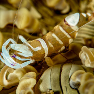 White magnificent anemone shrimp among anemone tentacles, Raja Ampat, Indonesia