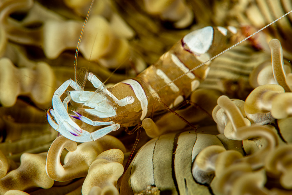 White magnificent anemone shrimp among anemone tentacles, Raja Ampat, Indonesia