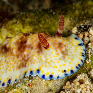 Gold and purple chromodoris nudibranch crawling on rubble, Raja Ampat, Indonesia