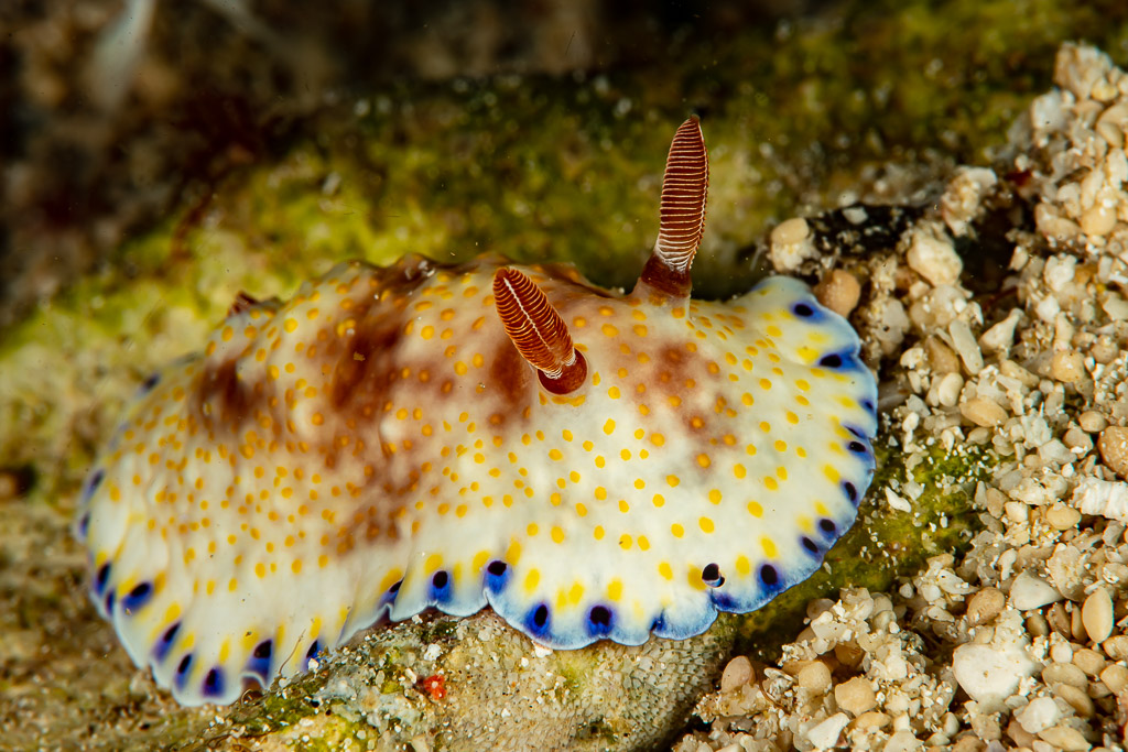Gold and purple chromodoris nudibranch crawling on rubble, Raja Ampat, Indonesia