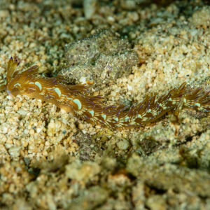 Blue dragon nudibranch on sandy rubble, Raja Ampat, Indonesia