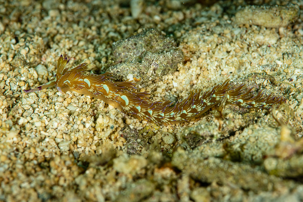 Blue dragon nudibranch on sandy rubble, Raja Ampat, Indonesia