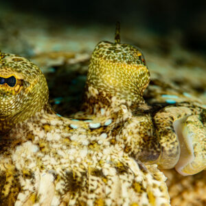 Leopard flounder eyes close-up on the sand, Raja Ampat, Indonesia