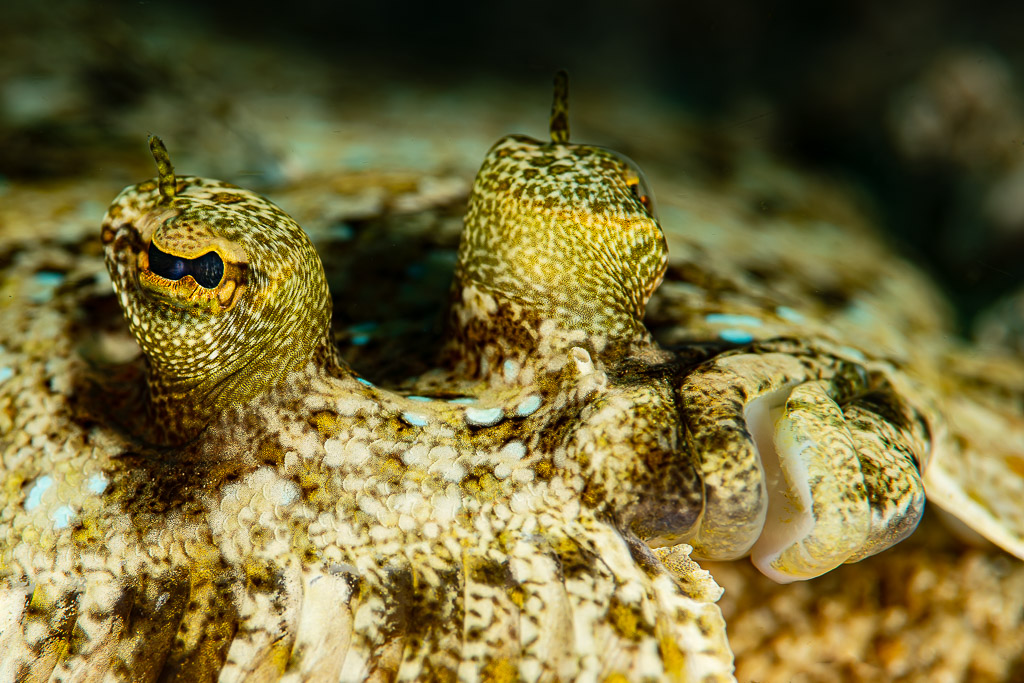 Leopard flounder eyes close-up on the sand, Raja Ampat, Indonesia