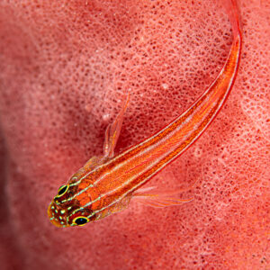 Striped triplefin on red sponge seen from above, vertical framing, Raja Ampat, Indonesia