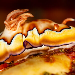 Co's chromodoris nudibranch with frilly mantle in side view, Raja Ampat, Indonesia