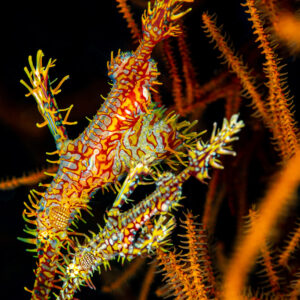 Yellow ornate ghost pipefish among orange black coral, vertical framing, Raja Ampat, Indonesia