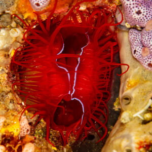 Electric fileclam with red tentacles in a crevice, vertical framing, Raja Ampat, Indonesia