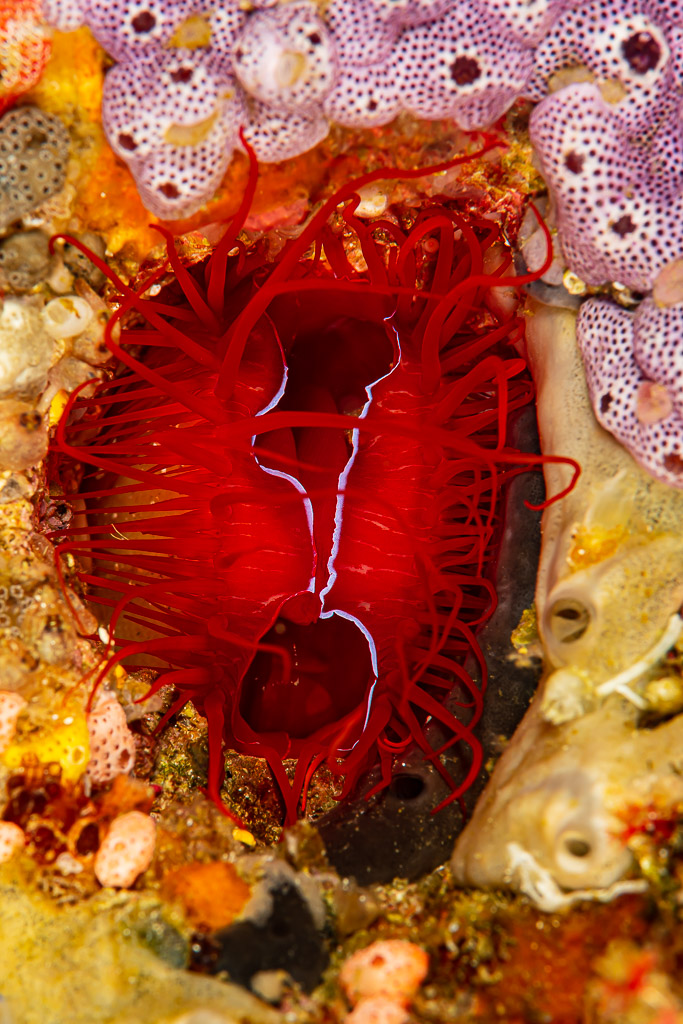 Lime électrique aux tentacules rouges dans une anfractuosité, cadrage vertical, Raja Ampat, Indonésie