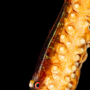 Wire coral goby on whip coral against black background, vertical framing, Raja Ampat, Indonesia