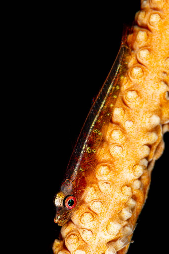 Wire coral goby on whip coral against black background, vertical framing, Raja Ampat, Indonesia