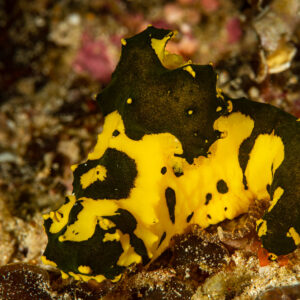 Gardiner's banana nudibranch with yellow and black pattern, Raja Ampat, Indonesia
