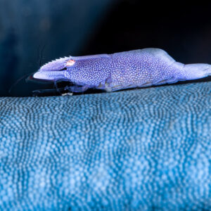 Sea star shrimp on blue sea star in side view on black background, Raja Ampat, Indonesia