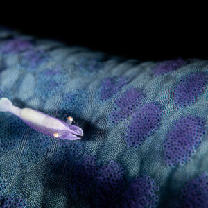Sea star shrimp on blue sea star with violet spots, wide view, Raja Ampat, Indonesia