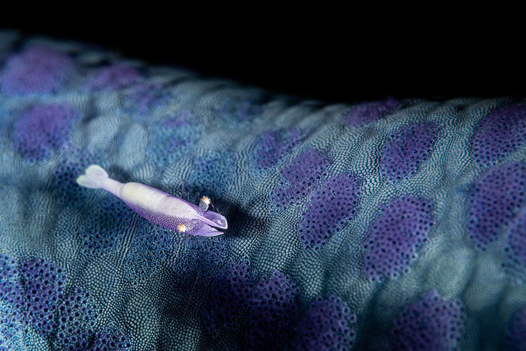 Sea star shrimp on blue sea star with violet spots, wide view, Raja Ampat, Indonesia