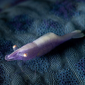 Sea star shrimp on blue sea star, diagonal close-up, Raja Ampat, Indonesia