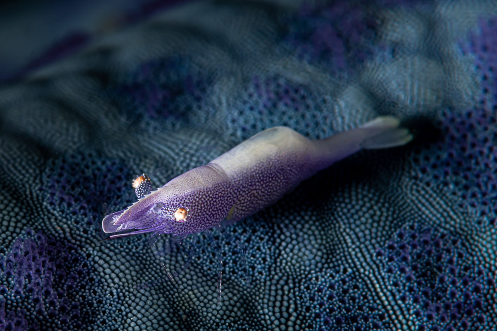 Sea star shrimp on blue sea star, diagonal close-up, Raja Ampat, Indonesia