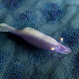 Sea star shrimp on textured blue sea star seen from above, Raja Ampat, Indonesia