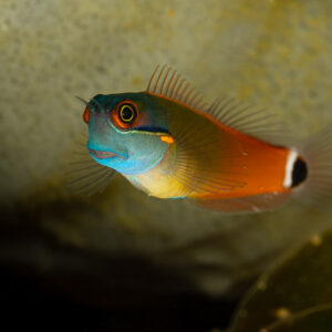 Tailspot coralblenny peering from coral, Raja Ampat, Indonesia
