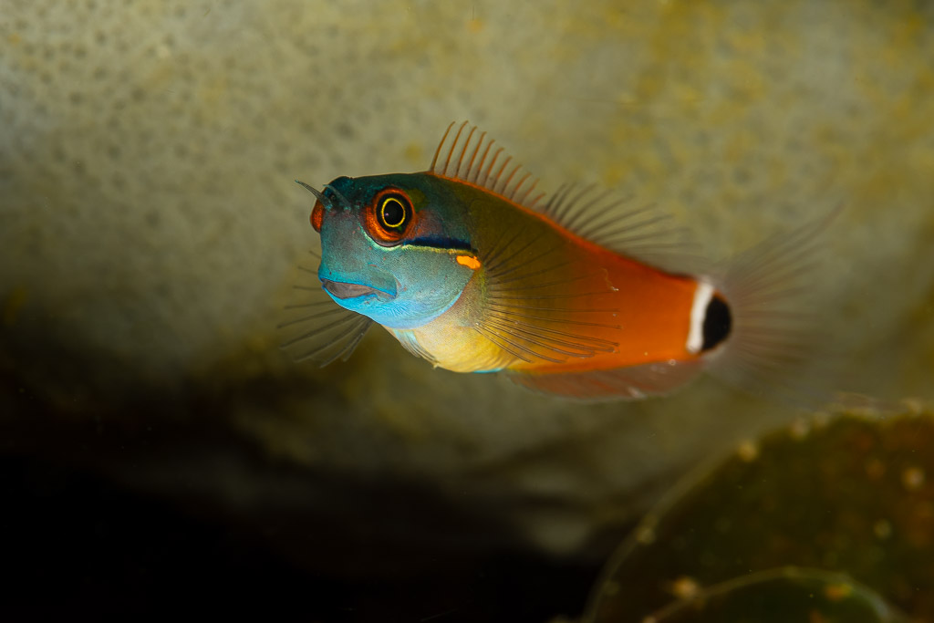 Tailspot coralblenny peering from coral, Raja Ampat, Indonesia