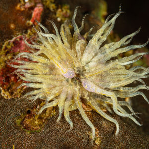 Anémone de mer pâle aux longs tentacules translucides sur le récif, Raja Ampat, Indonésie