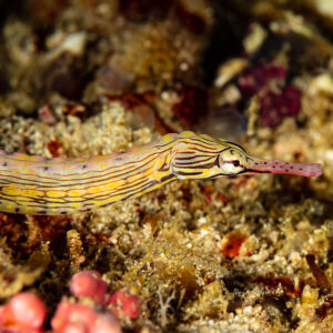Pipefish with yellow lined pattern on rubble, head in focus, Raja Ampat, Indonesia