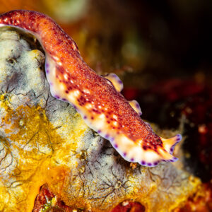Ver plat Pseudoceros non décrit rampant sur une éponge, Raja Ampat, Indonésie