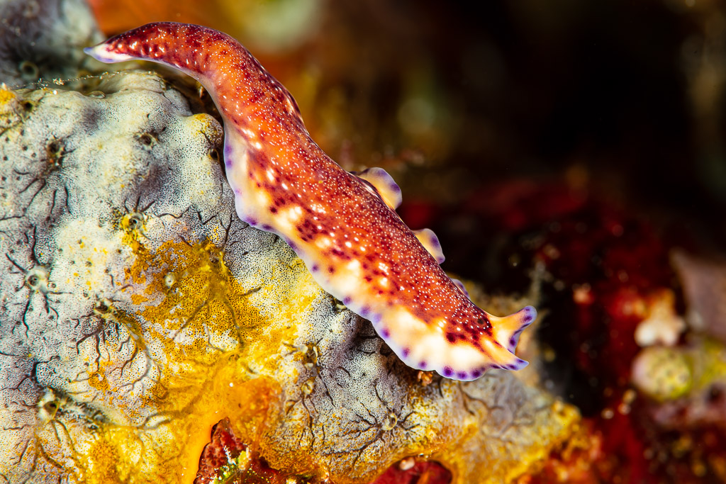 Ver plat Pseudoceros non décrit rampant sur une éponge, Raja Ampat, Indonésie