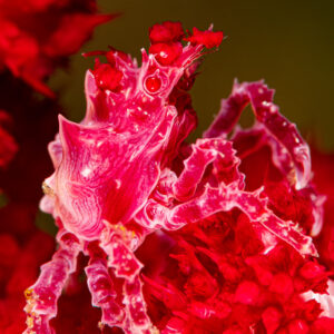 Soft coral crab camouflaged on red soft coral, vertical framing, Raja Ampat, Indonesia