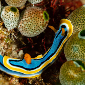 Anna's chromodoris nudibranch crawling among green sea squirts, Raja Ampat, Indonesia