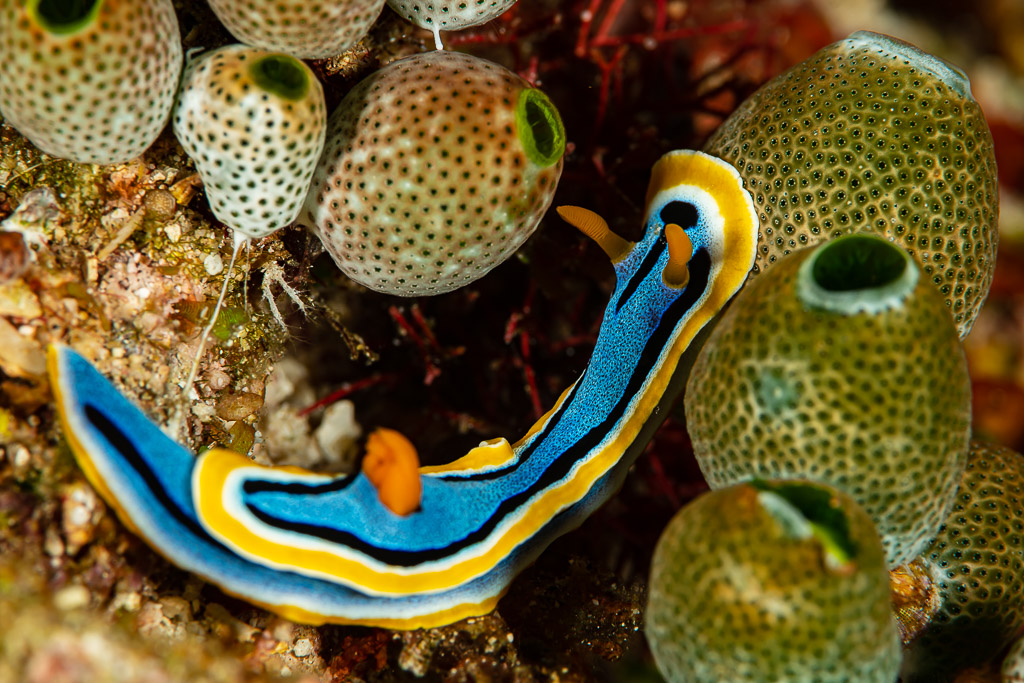 Anna's chromodoris nudibranch crawling among green sea squirts, Raja Ampat, Indonesia