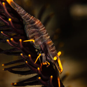 Ambon crinoid shrimp clinging to a black crinoid arm, Raja Ampat, Indonesia