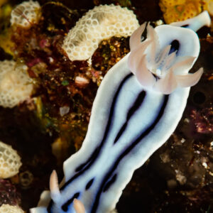 Loch's chromodoris nudibranch with three black stripes on white body, Raja Ampat, Indonesia