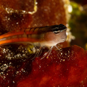 Blennie corallienne aux lignes orange perchée sur une éponge rouge, Raja Ampat, Indonésie