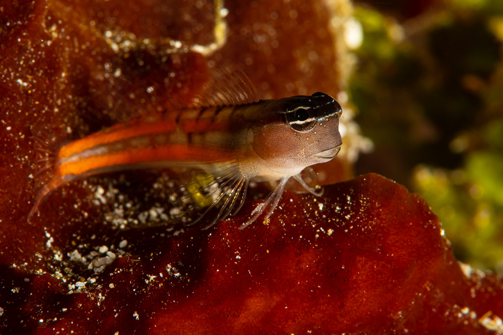 Coralblenny with orange body stripes perched on a red sponge, Raja Ampat, Indonesia